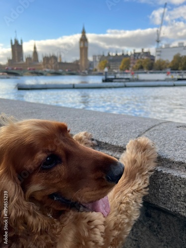 Happy cocker spaniel dog in London