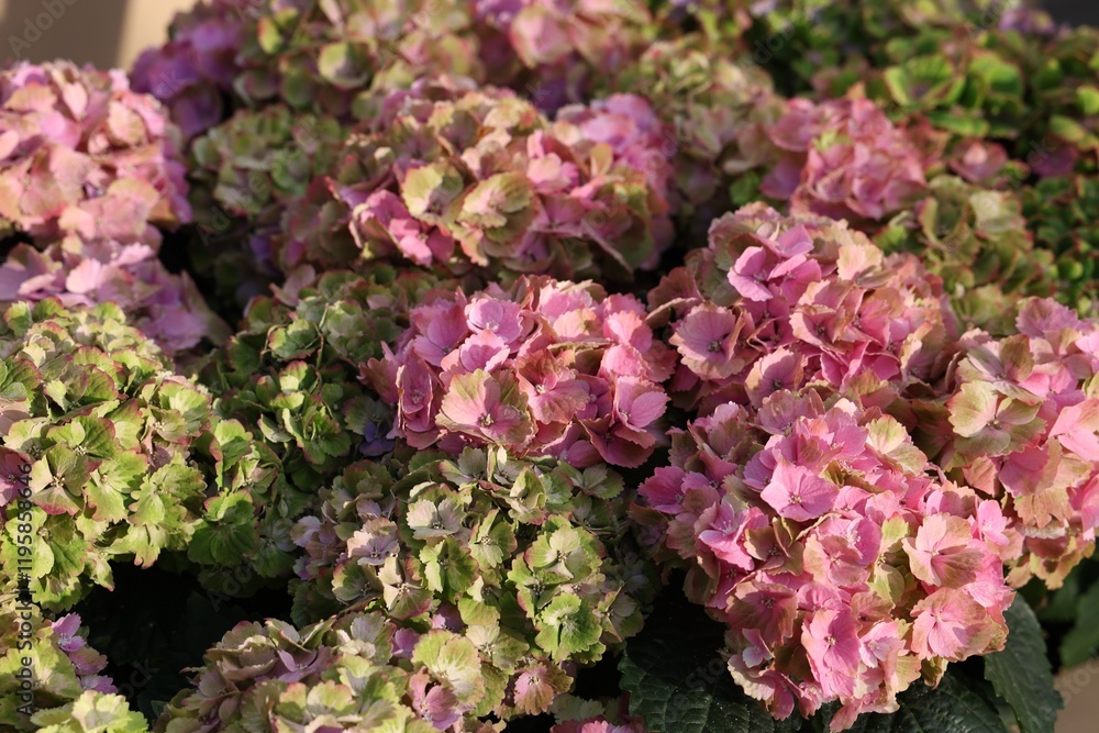 Beautiful hydrangea plant with colorful flowers as background, closeup Beautiful hydrangea plant with colorful flowers as background, closeup