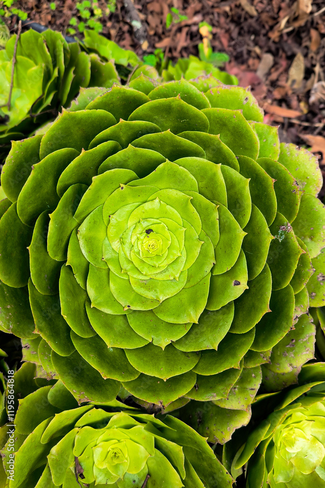 Obraz premium Detailed macro shot of a vibrant green succulent plant showcasing its symmetrical, spiraling leaf arrangement.