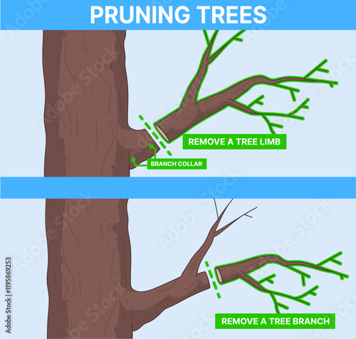 Pruning trees. Pruning Method. Educational illustration. Vector illustration. 
