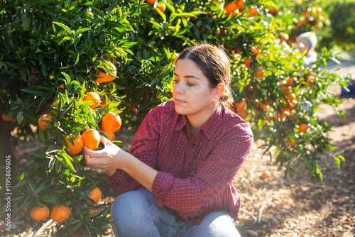 Skilled female gardener gathering crop of ripe tangerines fruits in orchard. Harvest time photo