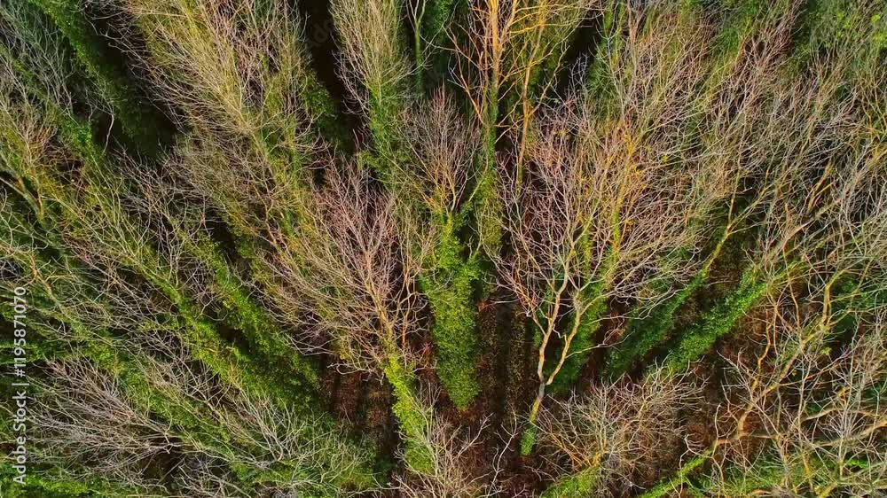 Experience the enchanting beauty of autumn from above. Soar over a forest of colorful leaves,capturing the magic of fall and the serene sounds of nature in this mesmerizing drone video. Experience the enchanting beauty of autumn from above. Soar over a forest of colorful leaves,capturing the magic of fall and the serene sounds of nature in this mesmerizing drone video.