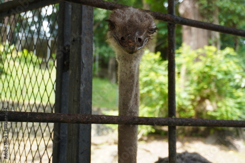 Photography Ostrich in Kuala Lumpur Bird Park, Malaysia
