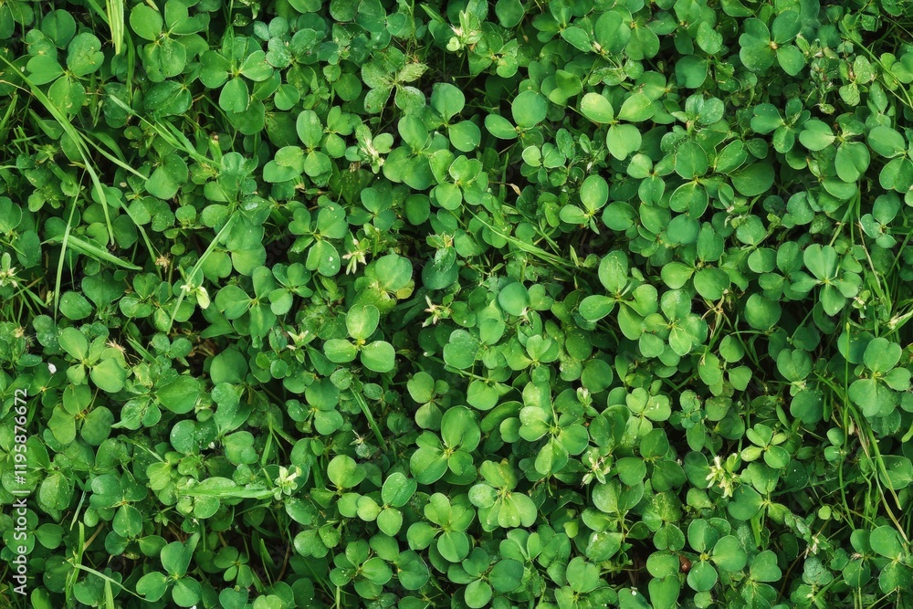 Crab Grass and Clover Weeds in an Unkempt Garden Yard Crab Grass and Clover Weeds in an Unkempt Garden Yard