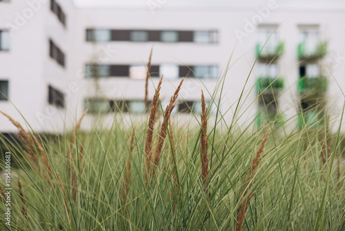 Herb garden with ornamental grasses in autumn. Dry reeds boho style. High quality photo. Modern residential building in public green area. Landscaping, beautiful flowerbeds in an urban environment. photo