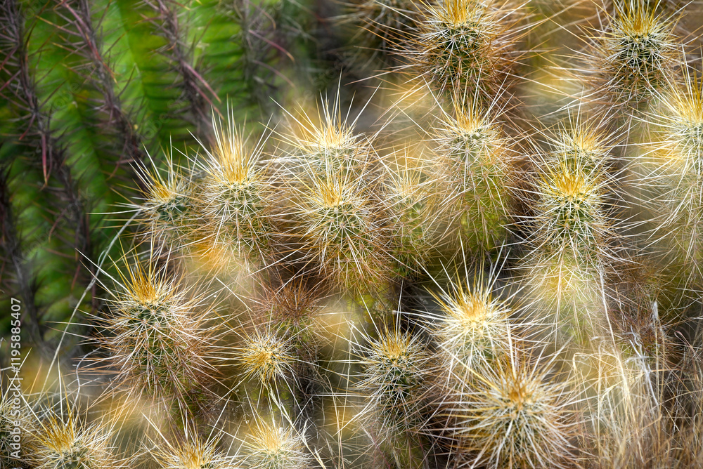 Espostoa Guentheri (Kupper) bulb. Woolly cactus close-up Espostoa Guentheri (Kupper) bulb. Woolly cactus close-up
