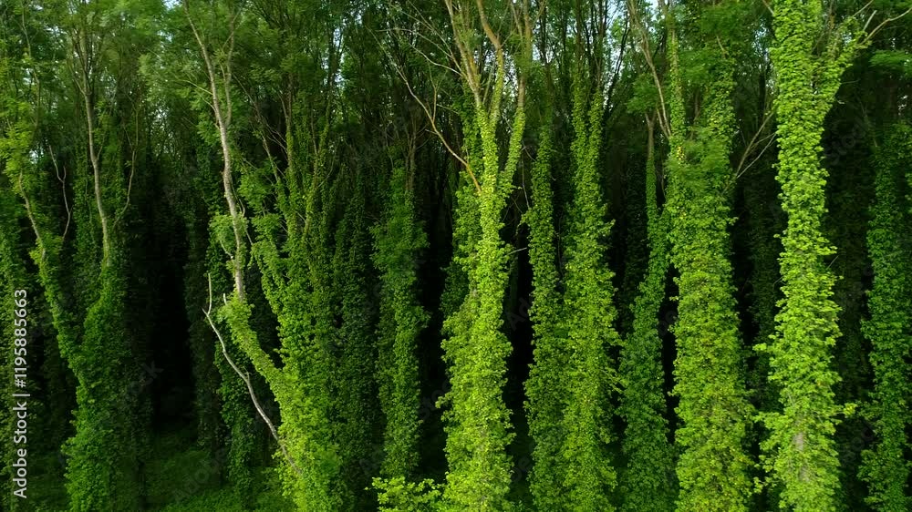 Dense forest of tall trees covered in lush green ivy,creating a unique and vibrant natural texture. A stunning representation of nature's growth, harmony,and the beauty of untouched wilderness. Dense forest of tall trees covered in lush green ivy,creating a unique and vibrant natural texture. A stunning representation of nature's growth, harmony,and the beauty of untouched wilderness.