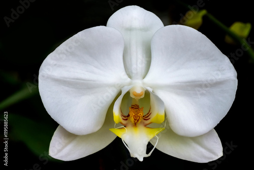 Canvas-taulu White moth orchid in a garden.