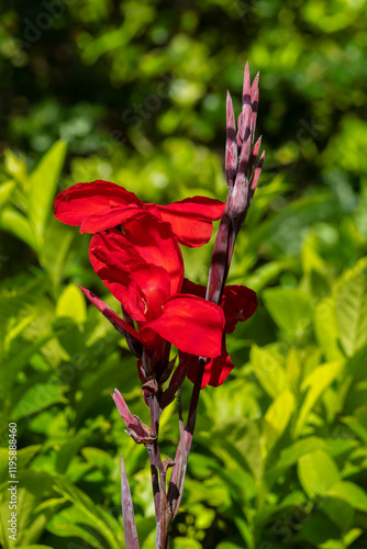 Canna Lily in a garden. photo