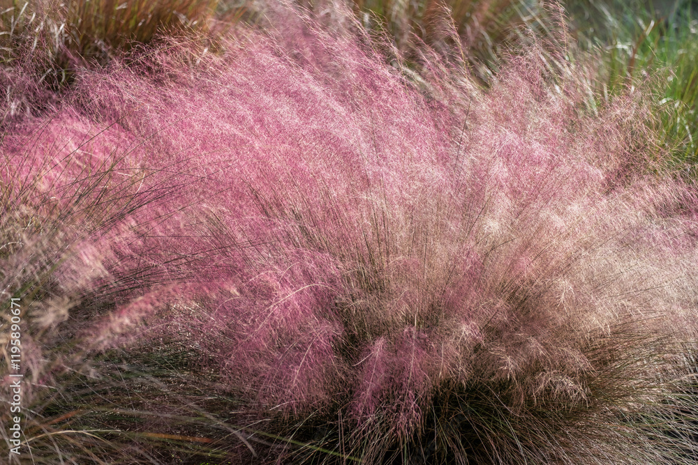 Hairawn Muhly grass