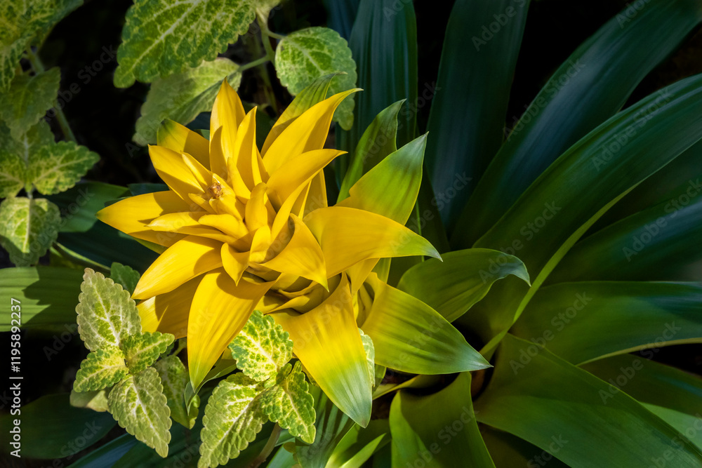Obraz premium Yellow bromeliad