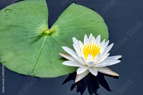 Obraz na plátně American white water-lily