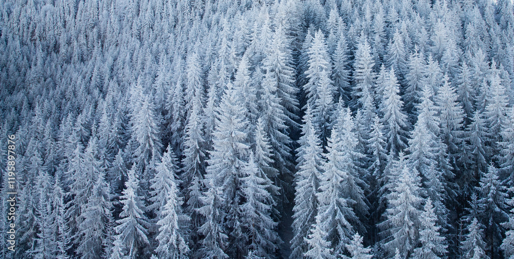 aerial view of snow covered fir trees aerial view of snow covered fir trees