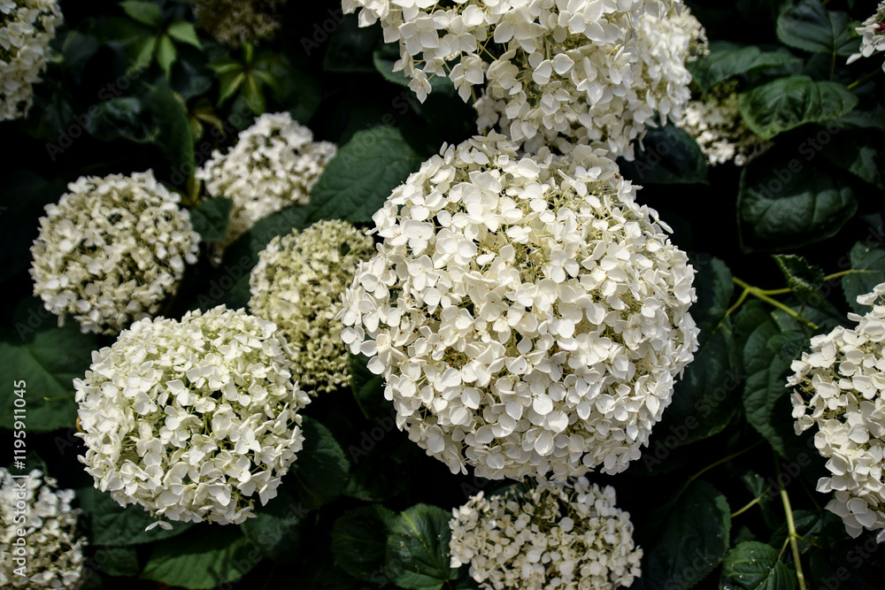 large white hydrangea flowers large white hydrangea flowers