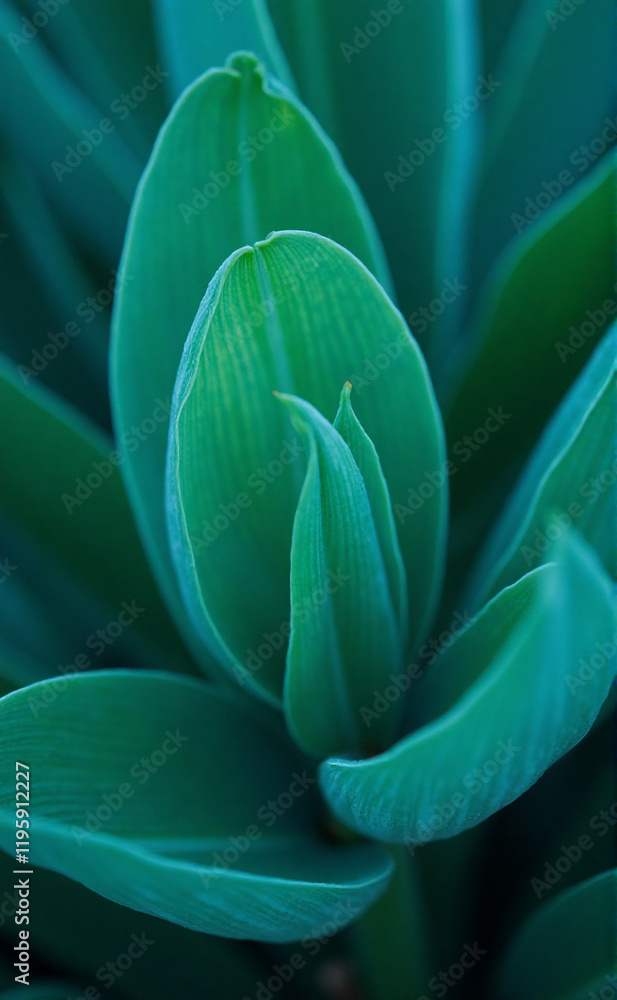 Obraz premium plant, plant, flower, nature, leaf, leaves, garden, succulent, cactus, macro, flora, spring, tulip, closeup, plants, close-up, pattern, green, water, agave
