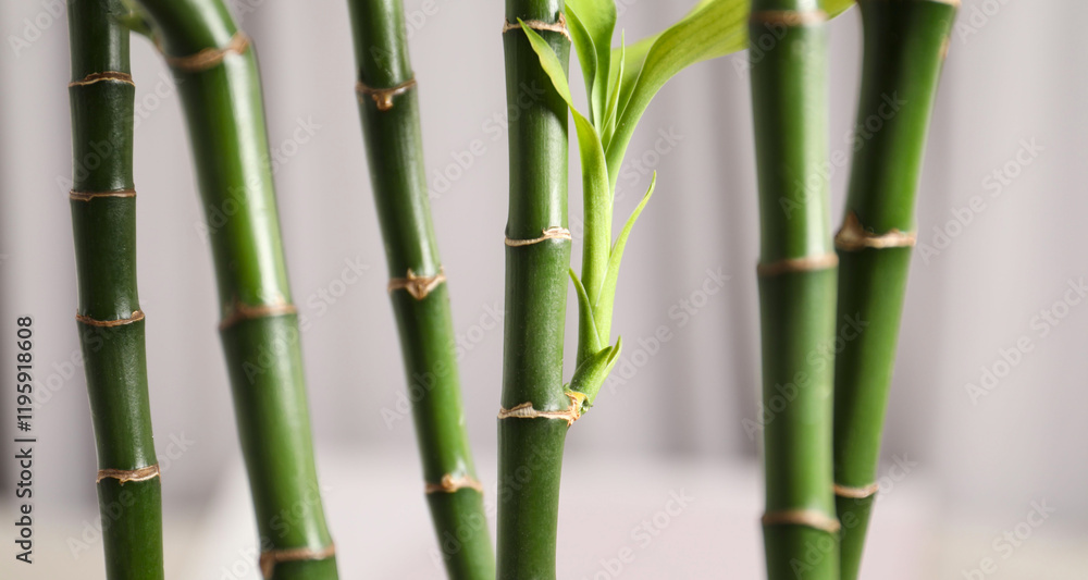 Beautiful decorative green bamboo plant indoors, closeup Beautiful decorative green bamboo plant indoors, closeup