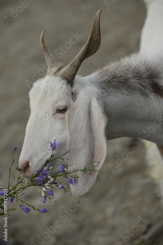 portrait of a goat
