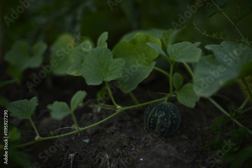 pumpkin growing on the ground