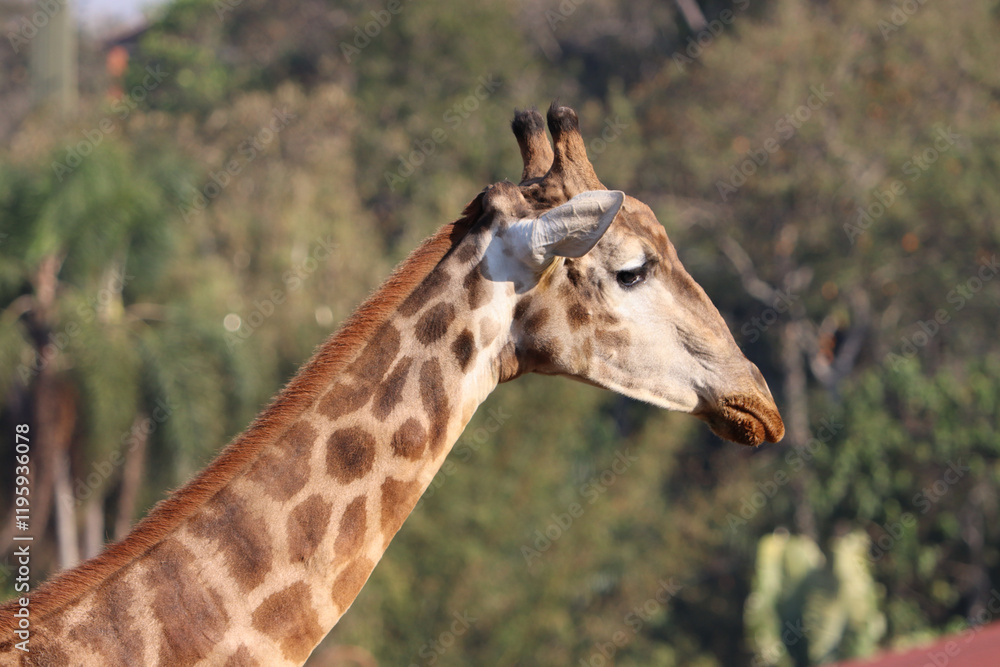 African giraffe, showing the side of its head, neck and the sky in the background, walking in a zoological park African giraffe, showing the side of its head, neck and the sky in the background, walking in a zoological park