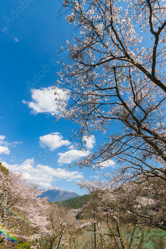 Wallpaper Mural 青空と桜（熊本県水上村） Torontodigital.ca