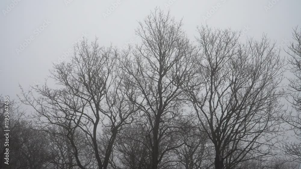 The intricate silhouettes of bare tree branches set against a foggy, overcast sky. The dense fog and leafless branches create a stark, moody atmosphere. The intricate silhouettes of bare tree branches set against a foggy, overcast sky. The dense fog and leafless branches create a stark, moody atmosphere.