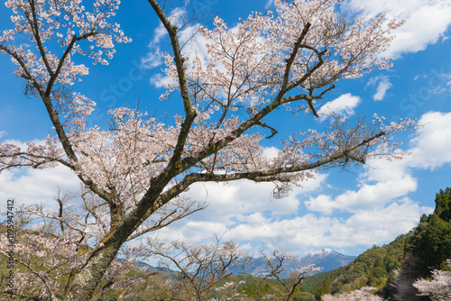 Wallpaper Mural 青空と桜（熊本県水上村） Torontodigital.ca