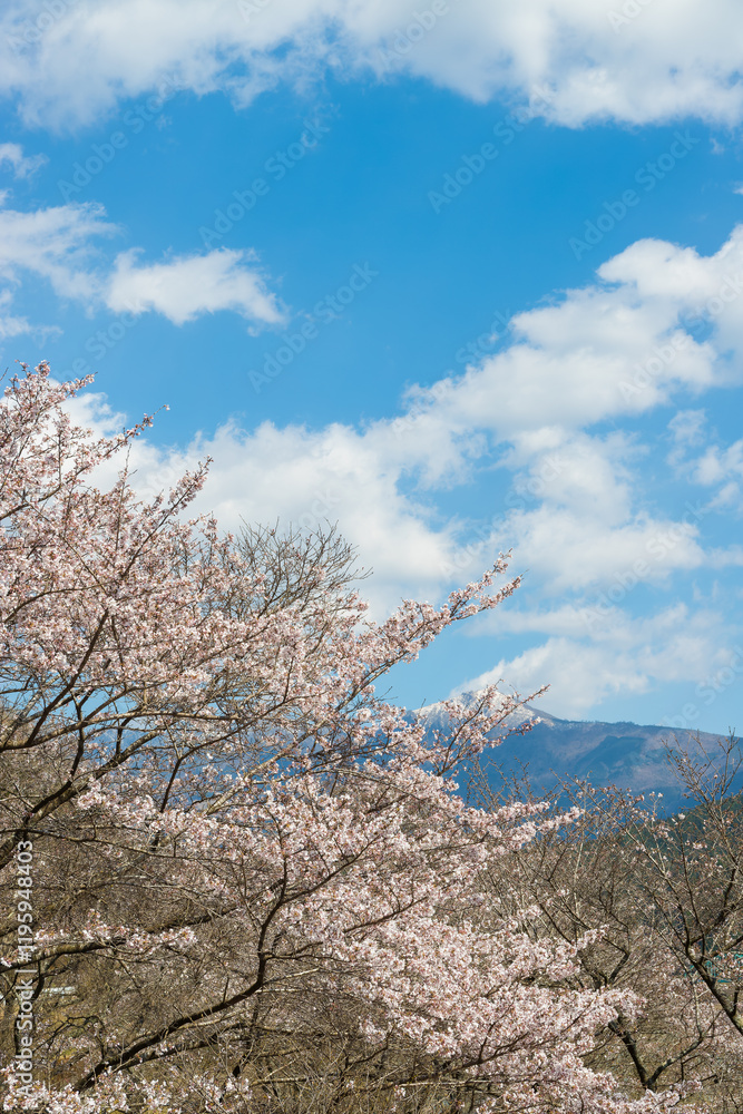 青空と桜（熊本県水上村）