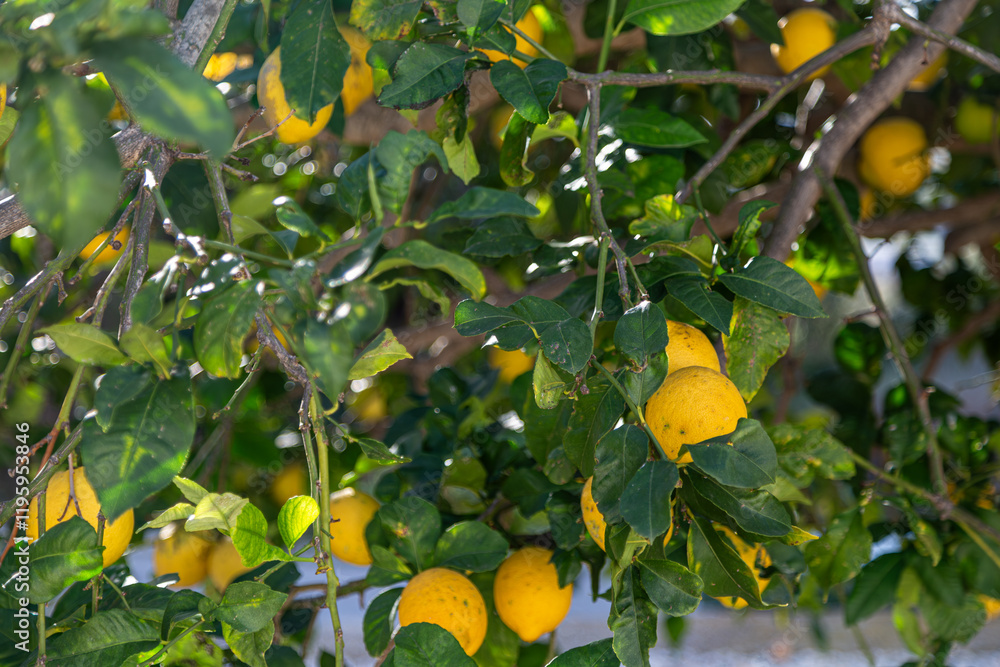 Lemon tree full of large ripe citrus lemon fruits and green leaves in a Spanish garden on a hot sunny day Lemon tree full of large ripe citrus lemon fruits and green leaves in a Spanish garden on a hot sunny day