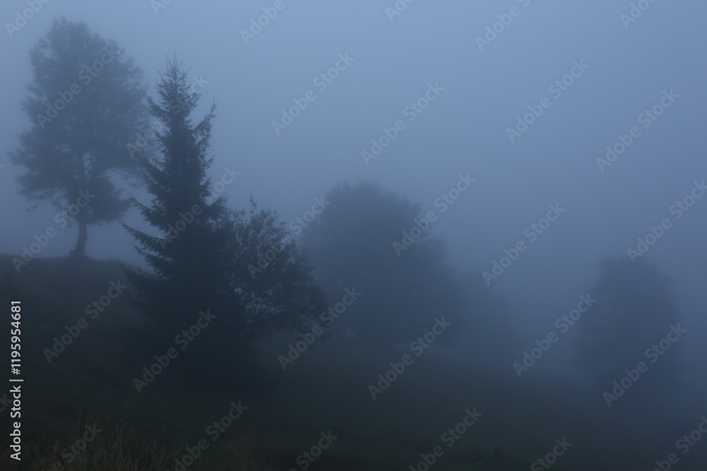 Picturesque view of foggy forest. Beautiful landscape Picturesque view of foggy forest. Beautiful landscape