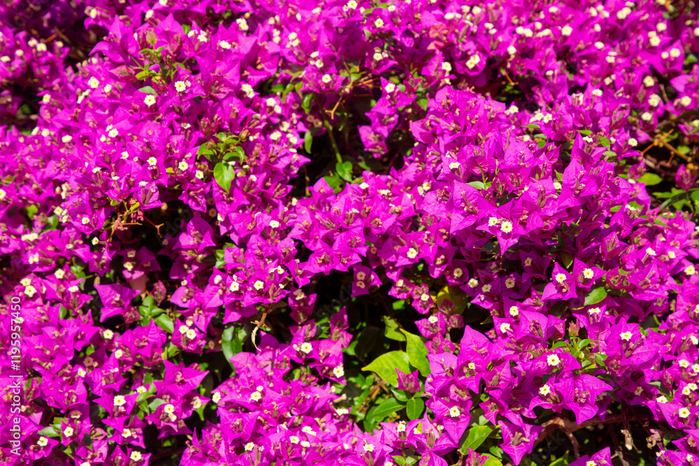 Blooming great bougainvillea (Bougainvillea spectabilis) close-up Blooming great bougainvillea (Bougainvillea spectabilis) close-up