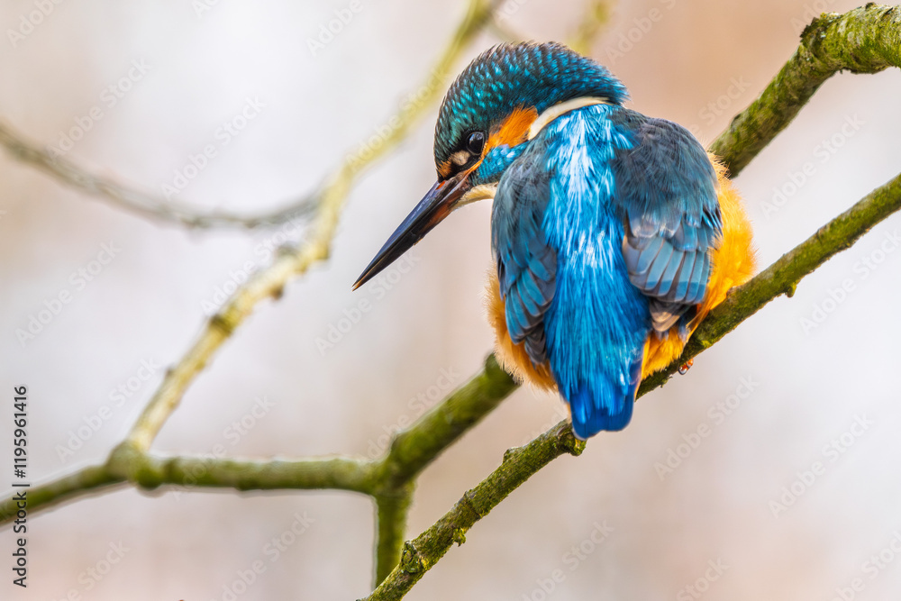 Fototapeta premium Eisvogel im Herbst, Winter auf einem Ast / Vogel / Kingfisher