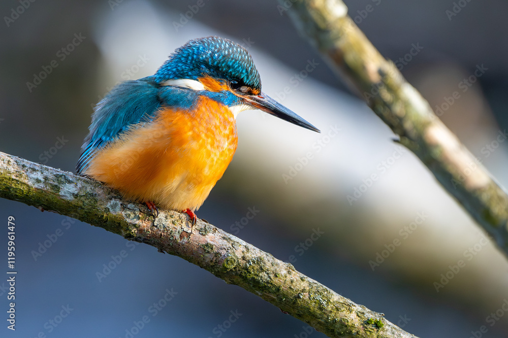 Eisvogel im Herbst, Winter auf einem Ast / Vogel / Kingfisher Eisvogel im Herbst, Winter auf einem Ast / Vogel / Kingfisher