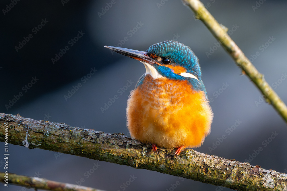 Eisvogel im Herbst, Winter auf einem Ast / Vogel / Kingfisher