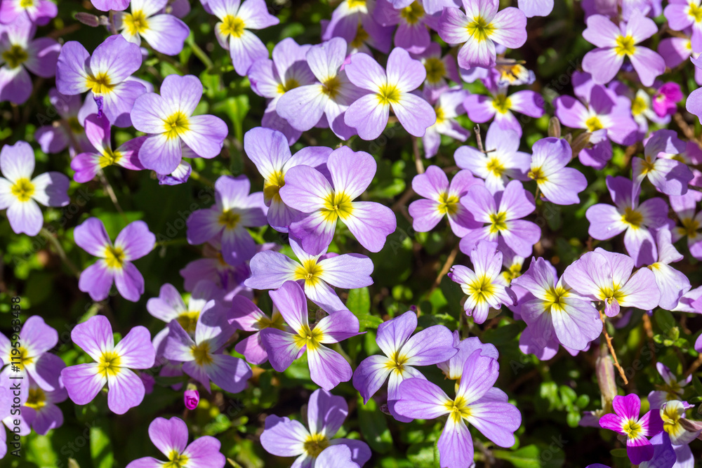 Aubrieta deltoidea or Virginia stock, Malcolmia maritima, is from the Brassicaceae family.
