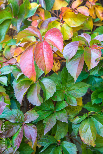 Parthenocissus quinquefolia (Virginia creeper, Victoria creeper, five-leaved ivy, or five-finger) with red and green leaves photo