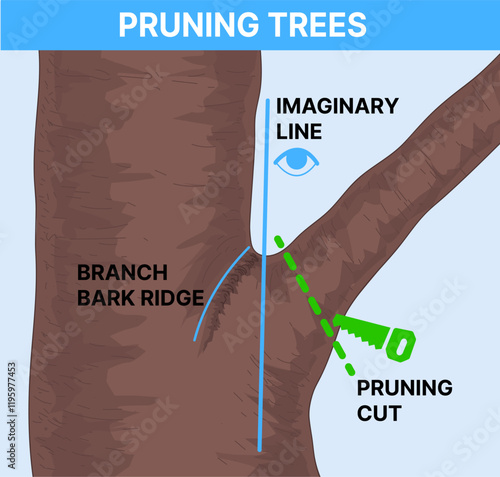 Pruning trees. Pruning Method. Educational illustration. Vector illustration. 