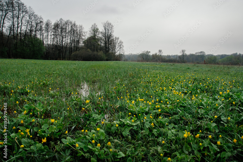 Fototapeta premium Spring freshet, grass wildflowers nature