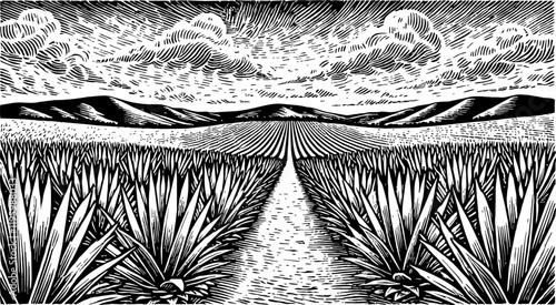 wide agave field, showing neat rows of spiky agave plants receding into the distance engraving black and white outline