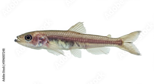 Biotoecus opercularis fish on white background, Salt Ocean Fish, white fish, beautiful fish 
 photo