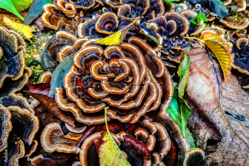 Quadro su tela A closeup of Turkey tail Mushroom Covering a logs