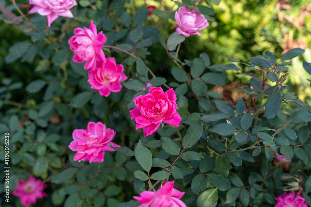 Vivid Double Pink Knock Out Shrub Roses in Bloom Against Lush Green Foliage. Vivid Double Pink Knock Out Shrub Roses in Bloom Against Lush Green Foliage.