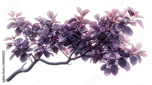 A smoke tree with feathery, purple leaves isolated on white background photo