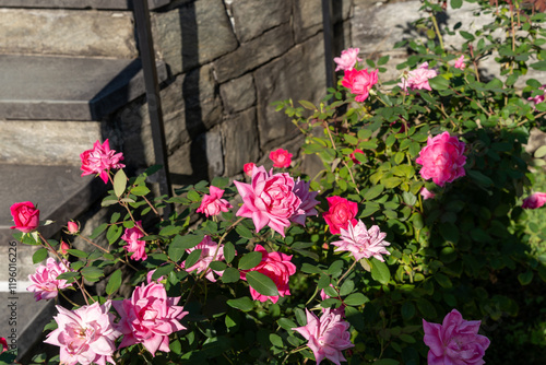 Wallpaper Mural Vivid Double Pink Knock Out Shrub Roses in Bloom Against Lush Green Foliage. Torontodigital.ca