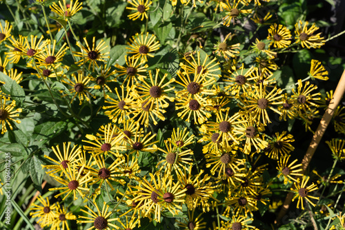 Vibrant Rudbeckia Little Henry in Full Bloom with Quill-Like Petals.
