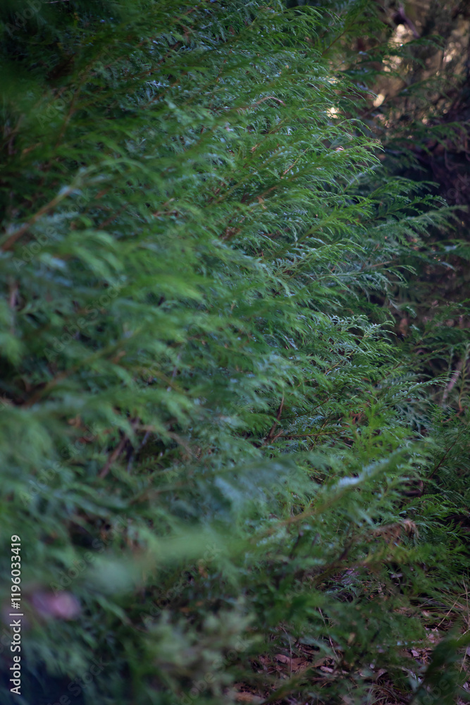 Evergreen branches in forest vertical Evergreen branches in forest vertical