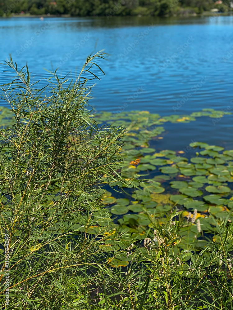 Butterfly among greenery by lake Butterfly among greenery by lake