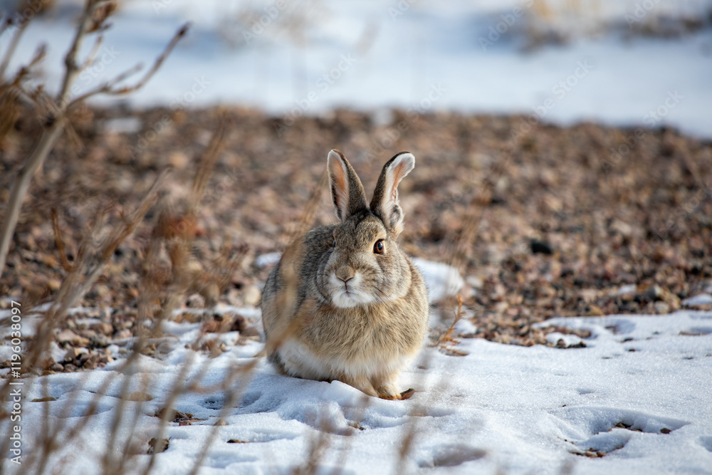 Fototapeta premium Cotton tail hare in Wyoming snow rocks