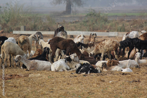 goats on road beside farm land photo