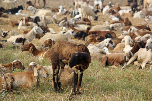 goats on road beside farm land photo