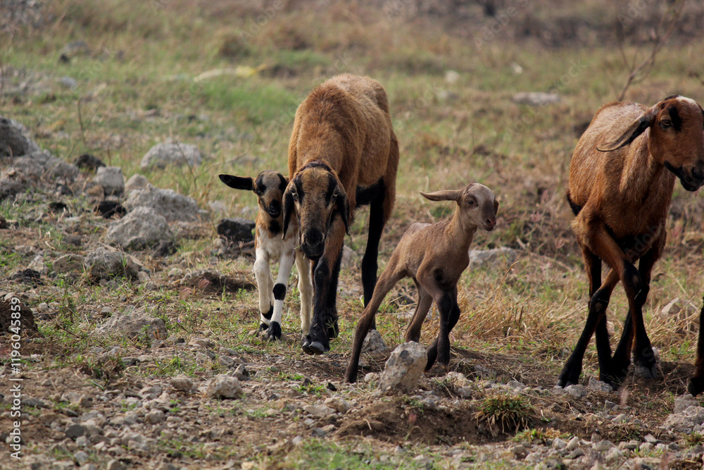 goats on road beside farm land goats on road beside farm land